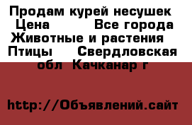 Продам курей несушек › Цена ­ 350 - Все города Животные и растения » Птицы   . Свердловская обл.,Качканар г.